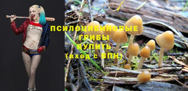 стаф Арсеньев
