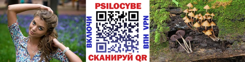 как найти закладки  Сунжа  Псилоцибиновые грибы Psilocybe 